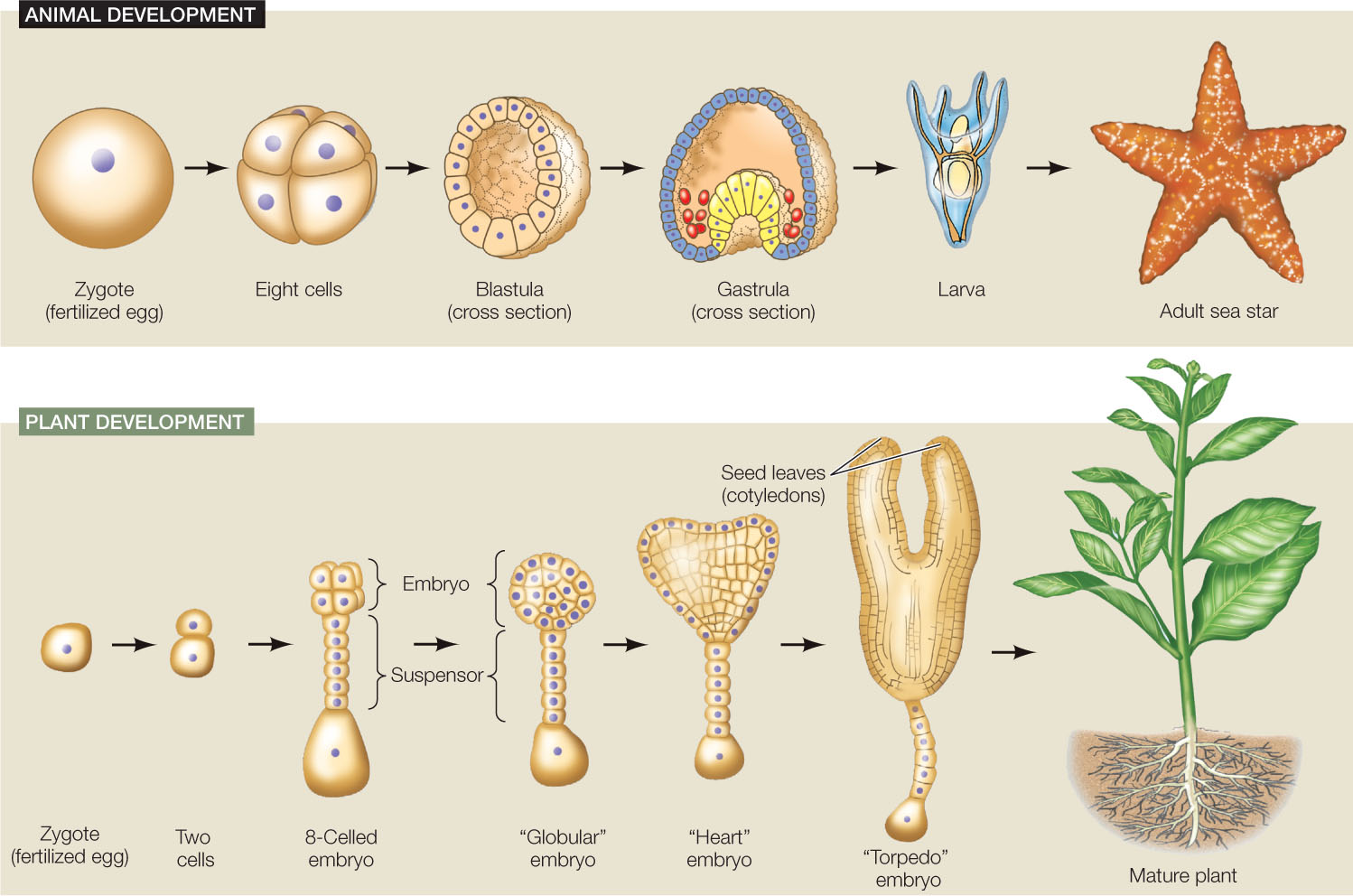 Image result for mammal embryo development