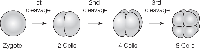 Image result for During cleavages of the mammalian zygote, the resultant blastomeres are smaller and smaller.