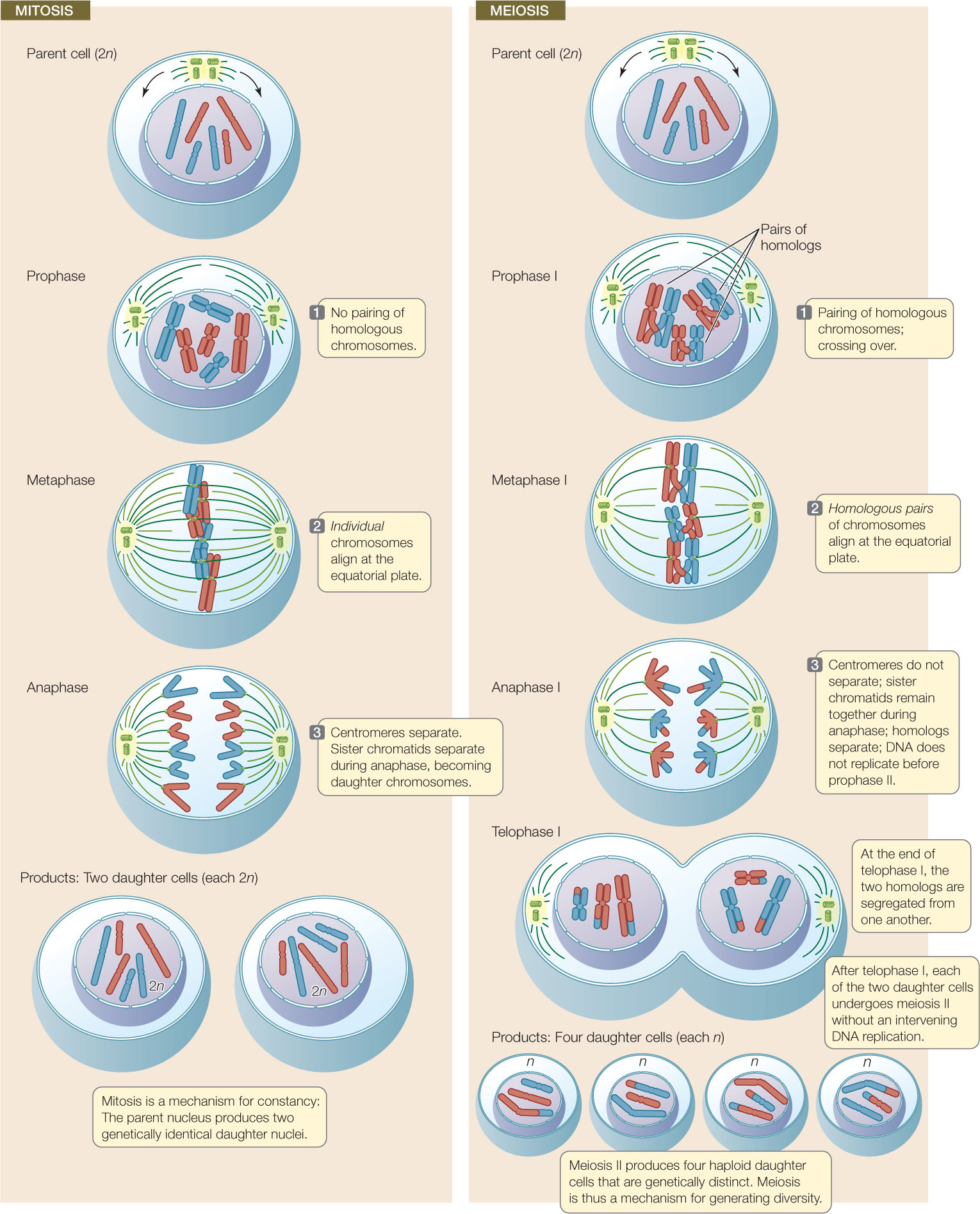 how-many-daughter-cells-are-produced-in-meiosis-examples-and-forms