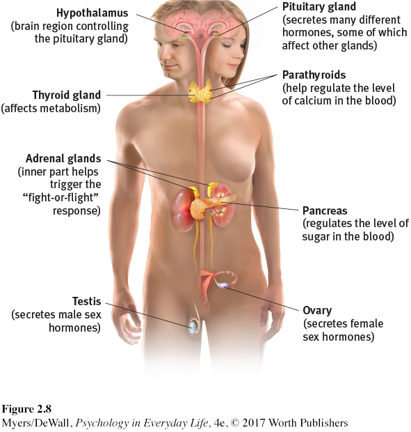 Investigator Learning Resources At Your Command The Nervous And Endocrine System