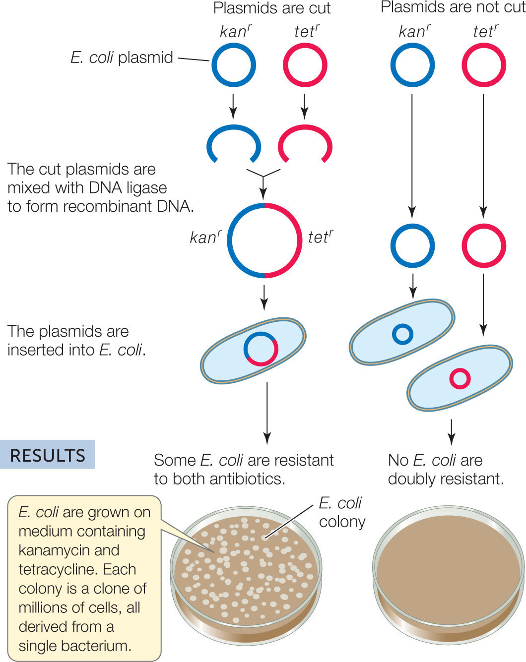 Bacteria carrying a plasmid with an antibiotic resistance gene are important in cloning because