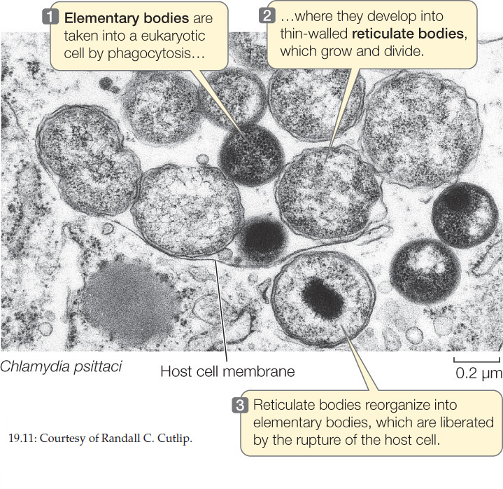 Хламидия хеликс. Chlamydia psittaci устойчивость. Elementary bodies.
