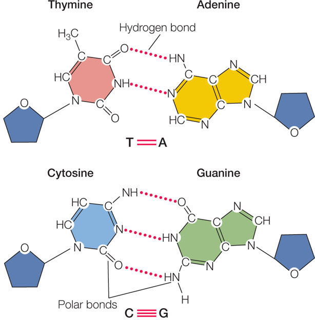 Рнк аденин тимин. Аденин Тимин. Hydrogen Bonds between nitrogenous Bases. Цикл трикарбо Тимин. Ademine-thymine hydrogen Bonds.