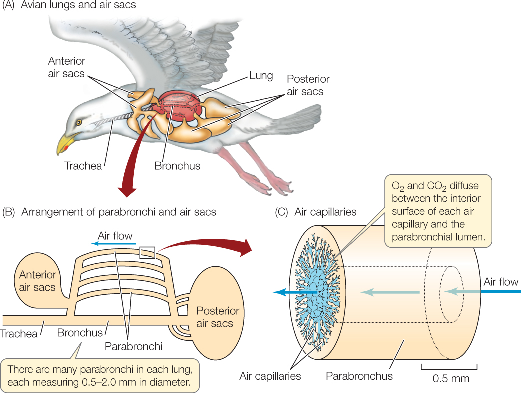 Кровь в легких птиц. Легкие птиц. Губчатые легкие у птиц. Respiratory System of Birds. Avian Anatomy.