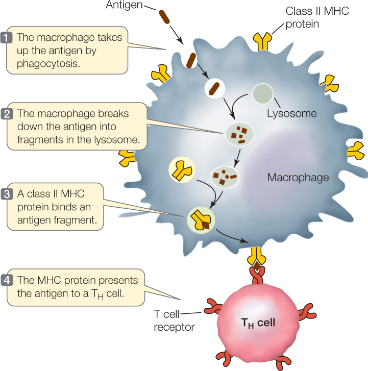 antigen presentation on class i mhc proteins
